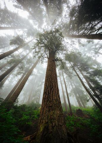 trees seen from below