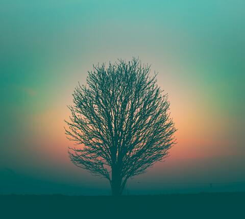 tree against hazy sunrise