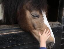 A photo of a child's hand touching a horse's face