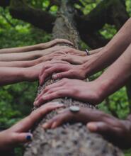 A photo of nine hands touching a tree trunk